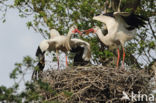 White Stork (Ciconia ciconia)