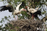 White Stork (Ciconia ciconia)