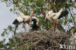 White Stork (Ciconia ciconia)