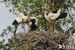 White Stork (Ciconia ciconia)