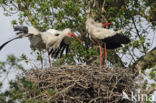 White Stork (Ciconia ciconia)