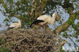 White Stork (Ciconia ciconia)