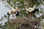 White Stork (Ciconia ciconia)