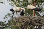 White Stork (Ciconia ciconia)