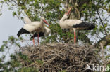 White Stork (Ciconia ciconia)