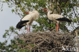 White Stork (Ciconia ciconia)