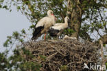 White Stork (Ciconia ciconia)