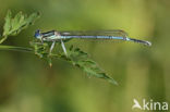 Blauwe breedscheenjuffer (Platycnemis pennipes)