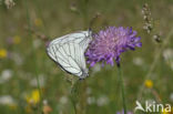 Groot geaderd witje (Aporia crataegi)