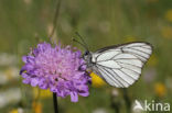 Groot geaderd witje (Aporia crataegi)