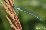 Blauwe breedscheenjuffer (Platycnemis pennipes)