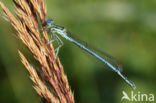 Blauwe breedscheenjuffer (Platycnemis pennipes)