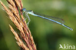 Blauwe breedscheenjuffer (Platycnemis pennipes)