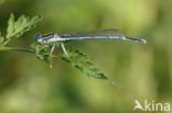 Blauwe breedscheenjuffer (Platycnemis pennipes)