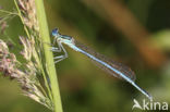 Blauwe breedscheenjuffer (Platycnemis pennipes)