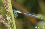 Blauwe breedscheenjuffer (Platycnemis pennipes)