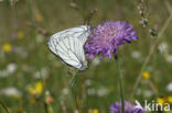 Groot geaderd witje (Aporia crataegi)