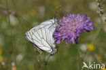 Groot geaderd witje (Aporia crataegi)