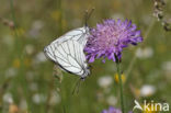 Groot geaderd witje (Aporia crataegi)