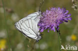 Groot geaderd witje (Aporia crataegi)