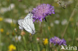 Groot geaderd witje (Aporia crataegi)