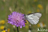 Groot geaderd witje (Aporia crataegi)