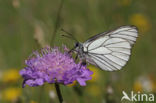 Groot geaderd witje (Aporia crataegi)