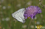 Groot geaderd witje (Aporia crataegi)