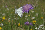 Groot geaderd witje (Aporia crataegi)