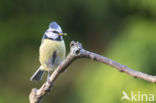 Blue Tit (Parus caeruleus)