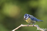 Blue Tit (Parus caeruleus)