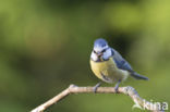 Blue Tit (Parus caeruleus)