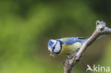 Blue Tit (Parus caeruleus)