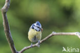 Blue Tit (Parus caeruleus)