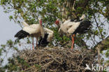 White Stork (Ciconia ciconia)