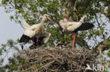 White Stork (Ciconia ciconia)