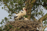 White Stork (Ciconia ciconia)