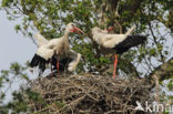 White Stork (Ciconia ciconia)