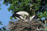 White Stork (Ciconia ciconia)