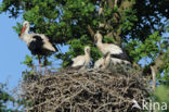 White Stork (Ciconia ciconia)