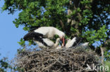 White Stork (Ciconia ciconia)