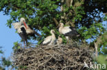 White Stork (Ciconia ciconia)