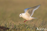 Ross s gull (Rhodostethia rosea)