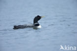 Yellow-billed Loon