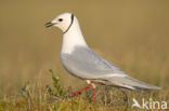 Ross s gull (Rhodostethia rosea)