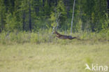 Roe Deer (Capreolus capreolus)