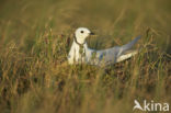 Ross s gull (Rhodostethia rosea)