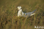 Ross s gull (Rhodostethia rosea)