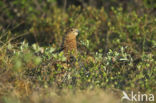 Moerassneeuwhoen (Lagopus lagopus)