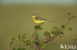 gele kwikstaart (Motacilla flava tschutschensis)